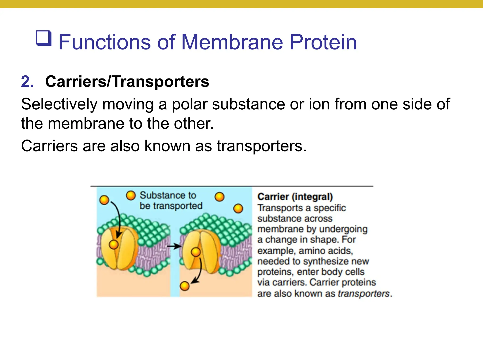  Functions of Membrane Protein
2. Carriers/Transporters
Selectively moving a polar substance or ion from one side of
the membrane to the other.
Carriers are also known as transporters.
 