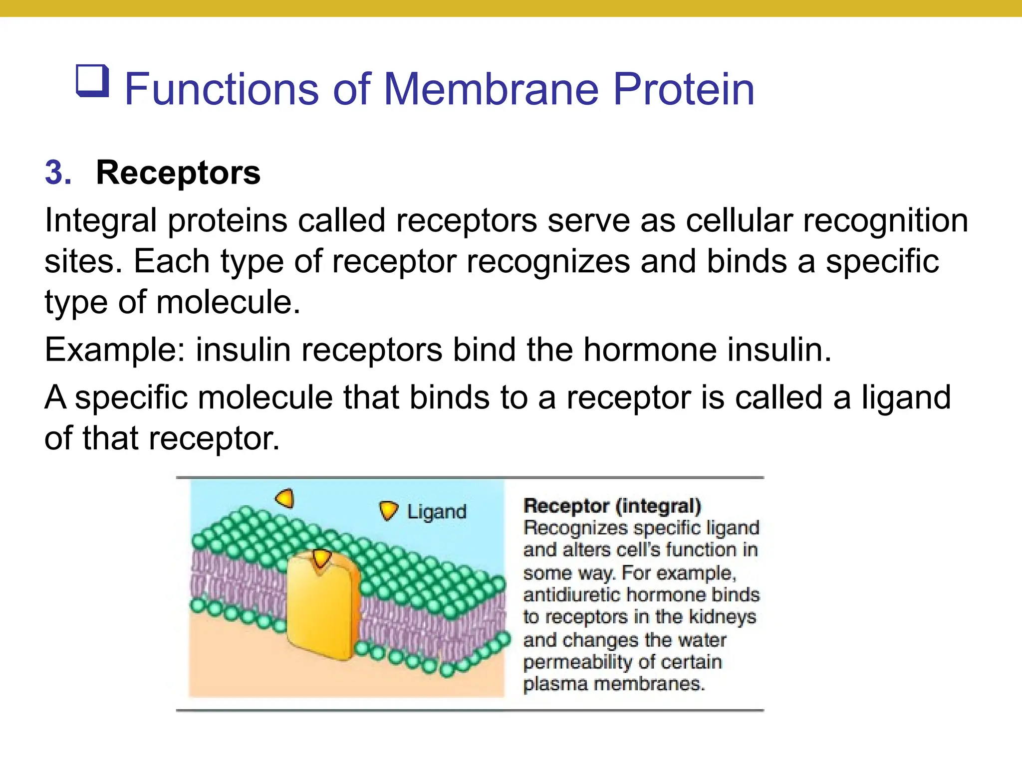  Functions of Membrane Protein
3. Receptors
Integral proteins called receptors serve as cellular recognition
sites. Each type of receptor recognizes and binds a specific
type of molecule.
Example: insulin receptors bind the hormone insulin.
A specific molecule that binds to a receptor is called a ligand
of that receptor.
 