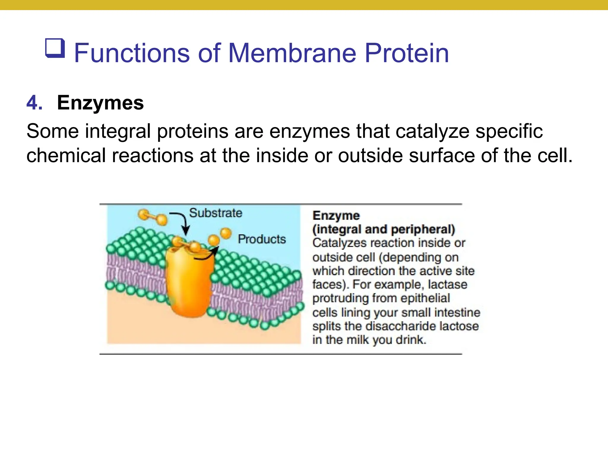  Functions of Membrane Protein
4. Enzymes
Some integral proteins are enzymes that catalyze specific
chemical reactions at the inside or outside surface of the cell.
 