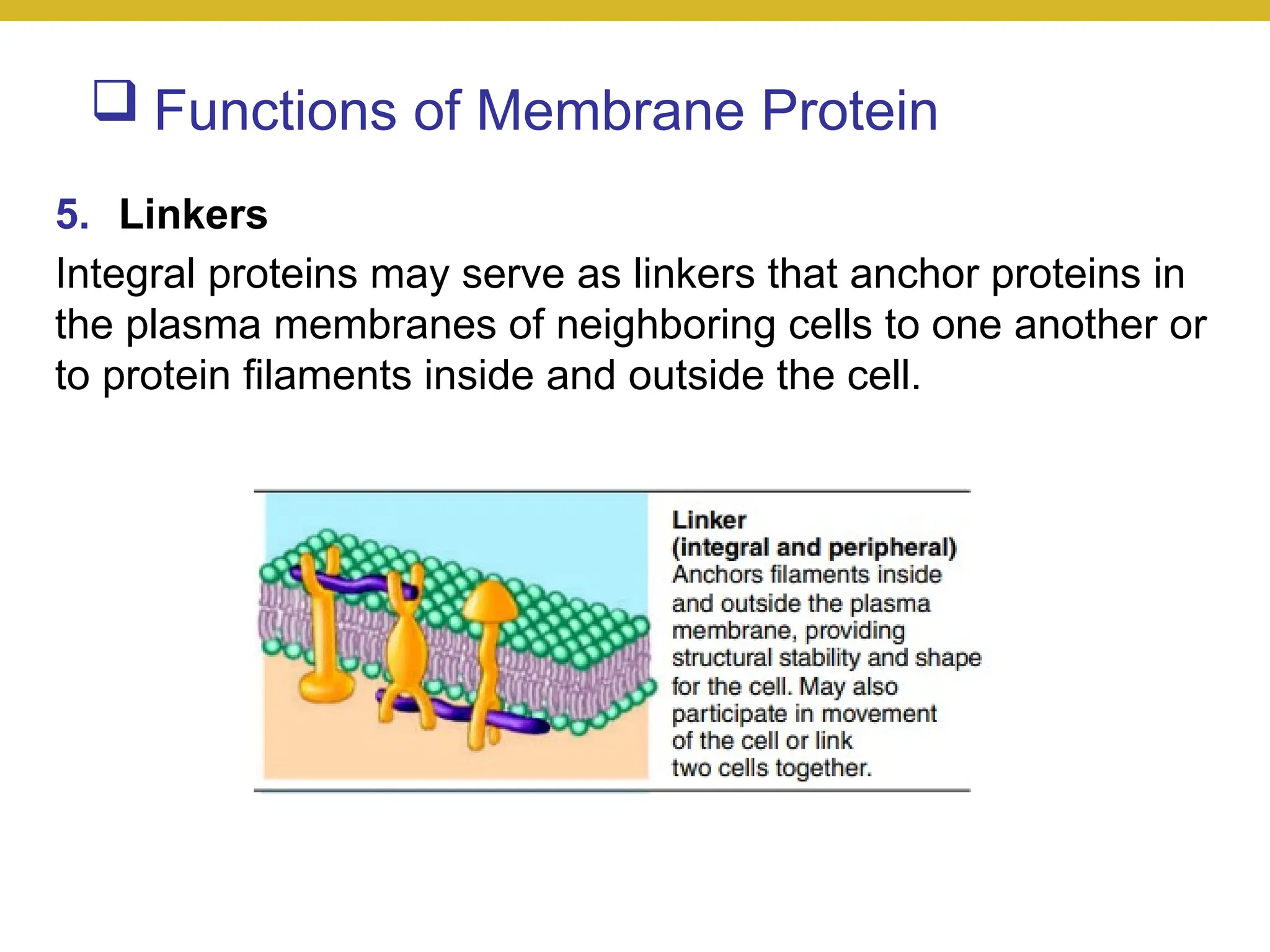  Functions of Membrane Protein
5. Linkers
Integral proteins may serve as linkers that anchor proteins in
the plasma membranes of neighboring cells to one another or
to protein filaments inside and outside the cell.
 