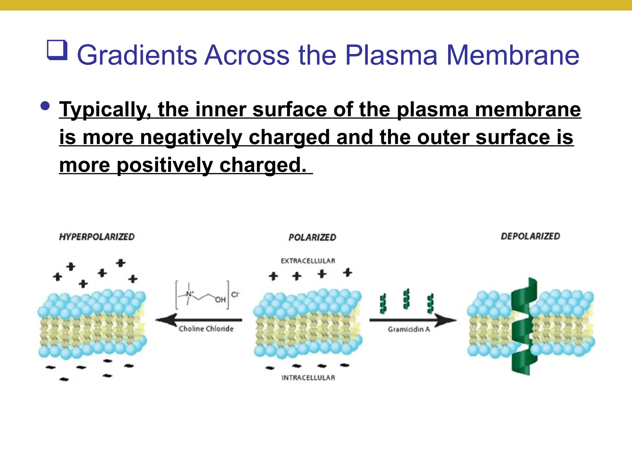  Gradients Across the Plasma Membrane
● Typically, the inner surface of the plasma membrane
is more negatively charged and the outer surface is
more positively charged.
 