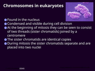 Chromosomes in eukaryotes
●Found in the nucleus
●Condensed and visible during cell division
●At the beginning of mitosis they can be seen to consist
of two threads (sister chromatids) joined by a
centromere
●The sister chromatids are identical copies
●During mitosis the sister chromatids separate and are
placed into two nuclei
© 2007 Paul Billiet ODWS
Image believed to be in the Public Domain
 