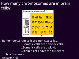 How many chromosomes are in brain
cells?
Remember…Brain cells are non-sex cells…
…Somatic cells are non-sex cells…
…Somatic cells are diploid…
…Diploid cells have the full set of
chromosomes
Answer = 46
 