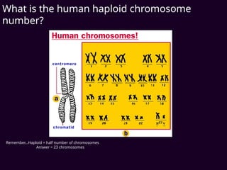 What is the human haploid chromosome
number?
Remember…Haploid = half number of chromosomes
Answer = 23 chromosomes
 