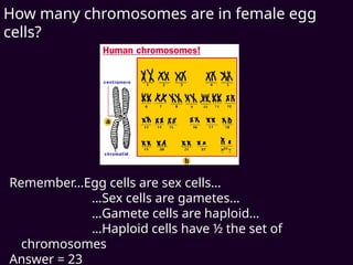 How many chromosomes are in female egg
cells?
Remember…Egg cells are sex cells…
…Sex cells are gametes…
…Gamete cells are haploid…
…Haploid cells have ½ the set of
chromosomes
Answer = 23
 