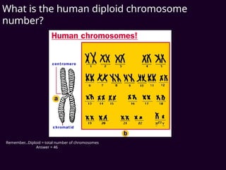 What is the human diploid chromosome
number?
Remember…Diploid = total number of chromosomes
Answer = 46
 