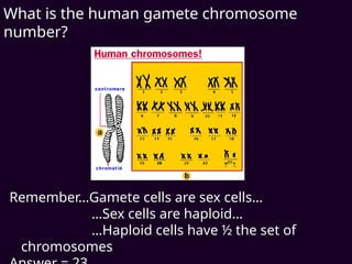 What is the human gamete chromosome
number?
Remember…Gamete cells are sex cells…
…Sex cells are haploid…
…Haploid cells have ½ the set of
chromosomes
 