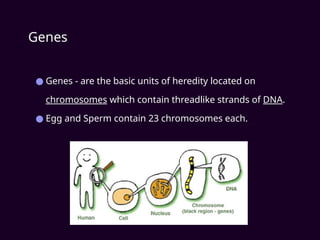 Genes
● Genes - are the basic units of heredity located on
chromosomes which contain threadlike strands of DNA.
● Egg and Sperm contain 23 chromosomes each.
 