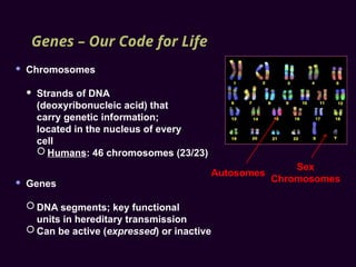 Genes – Our Code for Life
 Chromosomes
 Strands of DNA
(deoxyribonucleic acid) that
carry genetic information;
located in the nucleus of every human
cell
 Humans: 46 chromosomes (23/23)
 Genes
 DNA segments; key functional
units in hereditary transmission
 Can be active (expressed) or inactive
Autosomes
Sex
Chromosomes
 