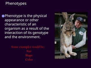 Phenotypes
●Phenotype is the physical
appearance or other
characteristic of an
organism as a result of the
interaction of its genotype
and the environment.
Some examples would be:
• Size
• Shape
• Color
 