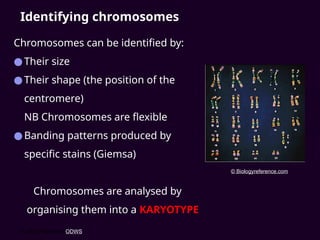 Identifying chromosomes
Chromosomes can be identified by:
●Their size
●Their shape (the position of the
centromere)
NB Chromosomes are flexible
●Banding patterns produced by
specific stains (Giemsa)
Chromosomes are analysed by
organising them into a KARYOTYPE
© 2007 Paul Billiet ODWS
© Biologyreference.com
 