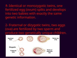 1- Identical or monozygotic twins, one
fertilized egg (ovum) splits and develops
into two babies with exactly the same
genetic information.
2- Fraternal or dizygotic twins, two eggs
(ova) are fertilized by two sperm and
produce two genetically unique children.
Dizygotic
 