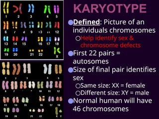 ●Defined: Picture of an
individuals chromosomes
○Help identify sex &
chromosome defects
●First 22 pairs =
autosomes
●Size of final pair identifies
sex
○Same size: XX = female
○Different size: XY = male
●Normal human will have
46 chromosomes
KARYOTYPE
 