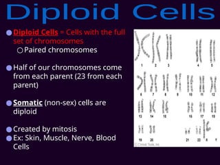 ●Diploid Cells = Cells with the full
set of chromosomes
○Paired chromosomes
●Half of our chromosomes come
from each parent (23 from each
parent)
●Somatic (non-sex) cells are
diploid
●Created by mitosis
●Ex: Skin, Muscle, Nerve, Blood
Cells
 