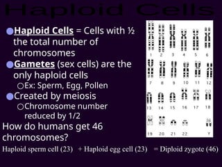 ●Haploid Cells = Cells with ½
the total number of
chromosomes
●Gametes (sex cells) are the
only haploid cells
○Ex: Sperm, Egg, Pollen
●Created by meiosis
○Chromosome number
reduced by 1/2
How do humans get 46
chromosomes?
Haploid sperm cell (23) + Haploid egg cell (23) = Diploid zygote (46)
 