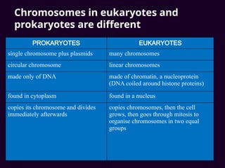 Chromosomes in eukaryotes and
prokaryotes are different
PROKARYOTES EUKARYOTES
single chromosome plus plasmids many chromosomes
circular chromosome linear chromosomes
made only of DNA made of chromatin, a nucleoprotein
(DNA coiled around histone proteins)
found in cytoplasm found in a nucleus
copies its chromosome and divides
immediately afterwards
copies chromosomes, then the cell
grows, then goes through mitosis to
organise chromosomes in two equal
groups
 