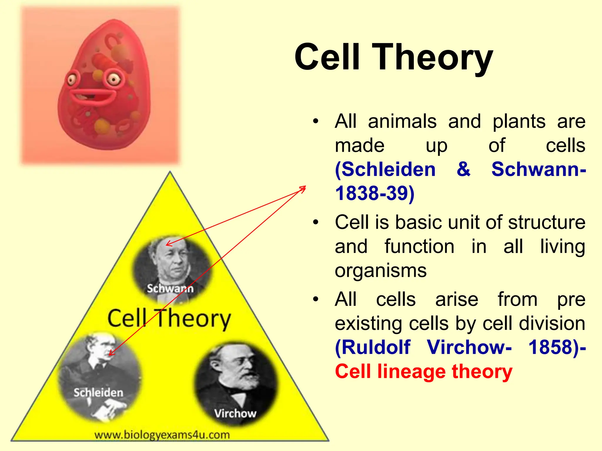 Cell Theory
• All animals and plants are
made up of cells
(Schleiden & Schwann-
1838-39)
• Cell is basic unit of structure
and function in all living
organisms
• All cells arise from pre
existing cells by cell division
(Ruldolf Virchow- 1858)-
Cell lineage theory
 