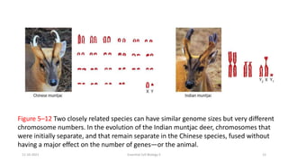 Figure 5–12 Two closely related species can have similar genome sizes but very different
chromosome numbers. In the evolution of the Indian muntjac deer, chromosomes that
were initially separate, and that remain separate in the Chinese species, fused without
having a major effect on the number of genes—or the animal.
11-10-2021 Essential Cell Biology II 12
 