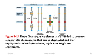Figure 5–14 Three DNA sequence elements are needed to produce
a eukaryotic chromosome that can be duplicated and then
segregated at mitosis; telomeres, replication origin and
centromere.
11-10-2021 Essential Cell Biology II 14
 