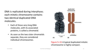 DNA is replicated during interphase;
each mitotic chromosome contains
two identical duplicated DNA
molecules.
• Each of these very long DNA
molecules, with its associated
proteins, is called a chromatid.
• As soon as the two sister chromatids
separate, they are considered
individual chromosomes.
Figure 5–15 A typical duplicated mitotic
chromosome is highly compact.
11-10-2021 Essential Cell Biology II 15
 