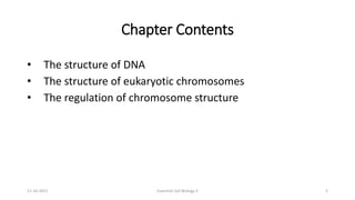 Chapter Contents
• The structure of DNA
• The structure of eukaryotic chromosomes
• The regulation of chromosome structure
11-10-2021 Essential Cell Biology II 2
 