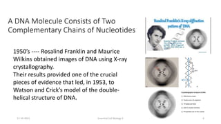 A DNA Molecule Consists of Two
Complementary Chains of Nucleotides
1950’s ---- Rosalind Franklin and Maurice
Wilkins obtained images of DNA using X-ray
crystallography.
Their results provided one of the crucial
pieces of evidence that led, in 1953, to
Watson and Crick’s model of the double-
helical structure of DNA.
11-10-2021 Essential Cell Biology II 4
 