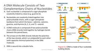 A DNA Molecule Consists of Two
Complementary Chains of Nucleotides
Figure 5–2 DNA is made of four nucleotide
building blocks.
hydrogen-bonded
base pairs
A. Each nucleotide is composed of a sugar phosphate
covalently linked to a base (e.g. guanine G).
B. Nucleotides are covalently linked together into
polynucleotide chains, with a sugar–phosphate
backbone from which the bases—adenine, cytosine,
guanine, and thymine (A, C, G, and T)—extend.
C. A DNA molecule is composed of two polynucleotide
chains (DNA strands) held together by hydrogen bonds
between the paired bases.
D. The arrows on the DNA strands indicate the polarities
of the two strands, which run antiparallel to each other
(with opposite chemical polarities) in the DNA
molecule.
E. DNA is wound into a double helix.
11-10-2021 Essential Cell Biology II 5
 