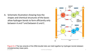 Figure 5–4 The two strands of the DNA double helix are held together by hydrogen bonds between
complementary base pairs.
A. Schematic illustration showing how the
shapes and chemical structures of the bases
allow hydrogen bonds to form efficiently only
between A and T and between G and C.
11-10-2021 Essential Cell Biology II 7
 
