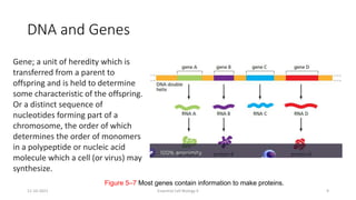 DNA and Genes
Figure 5–7 Most genes contain information to make proteins.
11-10-2021 Essential Cell Biology II 9
Gene; a unit of heredity which is
transferred from a parent to
offspring and is held to determine
some characteristic of the offspring.
Or a distinct sequence of
nucleotides forming part of a
chromosome, the order of which
determines the order of monomers
in a polypeptide or nucleic acid
molecule which a cell (or virus) may
synthesize.
 