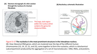 Lecture 1 DNA and Chromosomes.pptx