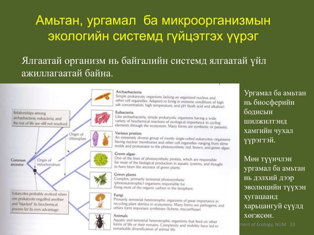 Экологи Байгаль хамгаалал | PPT