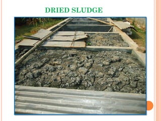 DRIED SLUDGE
 