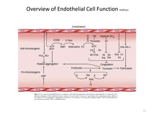 Overview of Endothelial Cell Function Hoffman 
11  
