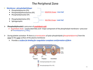 The Peripheral Zone 
 
Membrane—phospholipid bilayer 
 
Phosphatidylserine (PS) 
 
Phosphatidylethanolamine (PE) 
 
Phosphatidylinositol (PI) 
 
Phosphatidylcholine (PC) 
 
Sphingomyelin 
 
Phosphatidylinositol is precursor of arachidonic acid 
 
Arachidonic Acid—unsaturated fatty acid –major component of the phospholipid membrane—precursor of Thromboxane A2 (TXA2) 
During platelet activation  there is a translocation of polar phospholipids (phosphatidylserine) from the inner to the outer surface of the plasma membrane 
Provides a surface for binding for coagulation complexes and formation of fibrin 
NEGATIVE Charge—inner leaf 
NEUTRAL Charge—outer leaf 19 
 