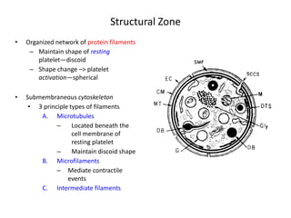 Structural Zone 
• 
Organized network of protein filaments 
– 
Maintain shape of resting platelet—discoid 
– 
Shape change –> platelet activation—spherical 
• 
Submembraneous cytoskeleton 
• 
3 principle types of filaments 
A. 
Microtubules 
– 
Located beneath the cell membrane of resting platelet 
– 
Maintain discoid shape 
B. 
Microfilaments 
– 
Mediate contractile events 
C. 
Intermediate filaments  
