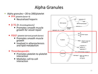 Alpha Granules 
 
Alpha granules—20 to 200/platelet 
 
PF4 (platelet factor 4) 
 
Neutralized heparin 
 
β-TG (β -thromboglobulin) 
 
Promotes smooth muscle growth for vessel repair 
 
PDGF (platelet derived growth factor) 
 
Promotes smooth muscle growth 
 
Involved in atherosclerosis and lipid metabolism 
 
Thrombospondin 
 
Promotes platelet-to-platelet interaction 
 
Mediates cell-to-cell interaction 23 
 