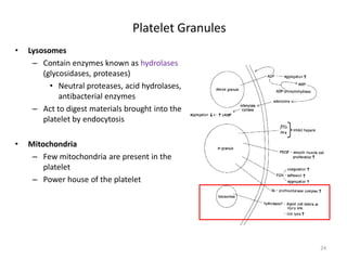 Platelet Granules 
• 
Lysosomes 
– 
Contain enzymes known as hydrolases (glycosidases, proteases) 
• 
Neutral proteases, acid hydrolases, antibacterial enzymes 
– 
Act to digest materials brought into the platelet by endocytosis 
• 
Mitochondria 
– 
Few mitochondria are present in the platelet 
– 
Power house of the platelet 24 
 