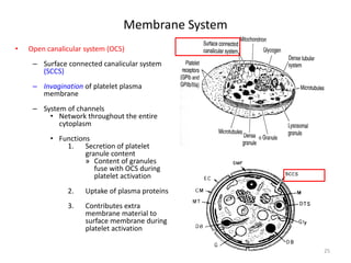 Membrane System 
• 
Open canalicular system (OCS) 
– 
Surface connected canalicular system (SCCS) 
– 
Invagination of platelet plasma membrane 
– 
System of channels 
• 
Network throughout the entire cytoplasm 
• 
Functions 
1. 
Secretion of platelet granule content 
» 
Content of granules fuse with OCS during platelet activation 
2. 
Uptake of plasma proteins 
3. 
Contributes extra membrane material to surface membrane during platelet activation 25 
 