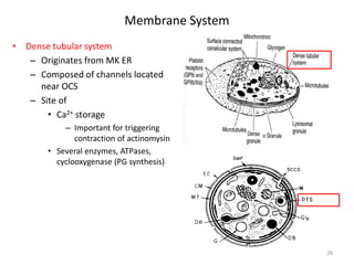Membrane System 
• 
Dense tubular system 
– 
Originates from MK ER 
– 
Composed of channels located near OCS 
– 
Site of 
• 
Ca2+ storage 
– 
Important for triggering contraction of actinomysin 
• 
Several enzymes, ATPases, cyclooxygenase (PG synthesis) 
26  