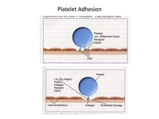 Platelet Adhesion  