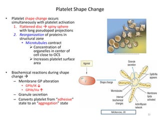 Platelet Shape Change 
• 
Platelet shape change occurs simultaneously with platelet activation 
1. 
Flattened disc  spiny sphere with long pseudopod projections 
2. 
Reorganization of proteins in structural zone 
• 
Microtubules contract 
 
Concentration of organelles in center of cell close to OCS 
 
Increases platelet surface area 
• 
Biochemical reactions during shape change  
– 
Membrane GP alteration 
• 
GPIb/IX ↓ 
• 
GPIIb/IIIa ↑ 
– 
Granule secretion 
– 
Converts platelet from “adhesive” state to an “aggregation” state 
32 
McKenzie, 2E  