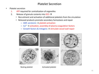 Platelet Secretion 
• 
Platelet secretion 
1. 
ATP required for centralization of organelles 
2. 
Release of granule contents into OCS  
• 
Recruitment and activation of additional platelets from the circulation 
• 
Released products promote secondary hemostasis and repair 
– 
ADP, serotonin → platelet activation 
– 
Ca2+ → activation, assembly of plasma coagulation factors 
– 
Growth factors & mitogens → stimulate vessel wall repair 33 
Resting platelet 
Activated platelet  