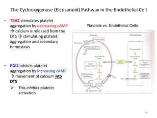 The Cyclooxygenase (Eicosanoid) Pathway in the Endothelial Cell 
• 
TXA2 stimulates platelet aggregation by decreasing cAMP  calcium is released from the DTS  stimulating platelet aggregation and secondary hemostasis 
• 
PGI2 inhibits platelet aggregation by increasing cAMP  movement of calcium into DTS 
 
This inhibits platelet activation 
Platelets vs. Endothelial Cells 
36 
 