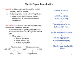 Platelet Signal Transduction 
• 
Agonists bind to receptors on the platelet surface 
1. 
Platelets become activated 
2. 
Initiates signaling events within the platelets 
• 
Lead to reorganization of the platelet cytoskeleton  granule secretion and aggregation 
• 
G-proteins – αβγ-heterotrimers that bind guanosine diphosphate (GDP) when inactive 
– 
Membrane receptor-ligand (agonists) binding promotes GDP release and its replacement with GTP 
• 
Major player in 
– 
Platelet activation 
– 
Signal transduction 
– 
Platelet aggregation 
38 
Platelet Adhesion 
↓ 
Activating signals 
(GPΙα/ΙΙα, GPVI) 
↓ 
Platelet shape change 
Release ADP, TXA2 
↓ 
Recruit additional platelets 
↓ 
Platelet aggregation 
(GPIIb/IIIa:fibrinogen) 
↓ 
Platelet plug stabilized by fibrin  