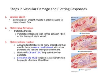 Steps in Vascular Damage and Clotting Responses 
1. 
Vascular Spasm 
• 
Contraction of smooth muscle in arteriole walls to reduce blood flow 
2. 
Platelet plug formation 
• 
Platelet adhesion 
o 
Platelets contact and stick to free collagen fibers of the damaged blood vessel 
3. 
Platelet release reaction 
o 
Activated platelets extend many projections that enable them to contact and interact with other platelets and liberate their granule content 
o 
Liberated ADP and TXA2 help activate other platelets 
o 
Serotonin and TXA2 function as vasoconstrictors helping to decrease blood flow 
 
