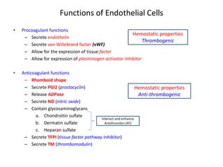 Functions of Endothelial Cells 
• 
Procoagulant functions 
– 
Secrete endothelin 
– 
Secrete von Willebrand factor (vWF) 
– 
Allow for the expression of tissue factor 
– 
Allow for expression of plasminogen activator inhibitor 
• 
Anticoagulant functions 
– 
Rhomboid shape 
– 
Secrete PGI2 (prostacyclin) 
– 
Release ADPase 
– 
Secrete NO (nitric oxide) 
– 
Contain glycosaminoglycans 
a. 
Chondroitin sulfate 
b. 
Dermatin sulfate 
c. 
Heparan sulfate 
– 
Secrete TFPI (tissue factor pathway inhibitor) 
– 
Secrete TM (thrombomodulin) 
Hemostatic properties Thrombogenic 
Hemostatic properties Anti-thrombogenic 
Interact and enhance Antithrombin (AT)  