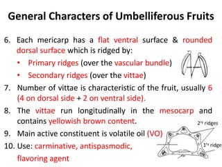 Primaryb Rudge's Lecture 1 Fruits 25-26.pdf sffgh hygvbmutf | PDF