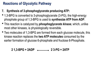 Reactions of Glycolytic Pathway
7. Synthesis of 3-phosphoglycerate producing ATP:
 1,3-BPG is converted to 3-phosphoglycerate (3-PG), the high-energy
phosphate group of 1,3-BPG is used to synthesize ATP from ADP.
 This reaction is catalyzed by phosphoglycerate kinase, which, unlike
most other kinases, is physiologically reversible.
 Two molecules of 1,3-BPG are formed from each glucose molecule, this
kinase reaction replaces the two ATP molecules consumed by the
earlier formation of glucose 6-phosphate and fructose 6-Phosphate.
2 1,3-BPG + 2ADP 2 3-PG + 2ATP
 