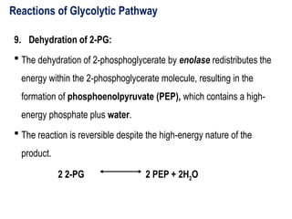 Reactions of Glycolytic Pathway
9. Dehydration of 2-PG:
 The dehydration of 2-phosphoglycerate by enolase redistributes the
energy within the 2-phosphoglycerate molecule, resulting in the
formation of phosphoenolpyruvate (PEP), which contains a high-
energy phosphate plus water.
 The reaction is reversible despite the high-energy nature of the
product.
2 2-PG 2 PEP + 2H2O
 