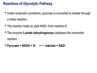Reactions of Glycolytic Pathway
 Under anaerobic conditions, pyruvate is converted to lactate through
a redox reaction.
 The reaction helps to yield NAD+ from reaction 6.
 The enzyme Lactate dehydrogenase catalyses this reversible
reaction.
 Pyruvate + NADH + H+
Lactate + NAD+
 